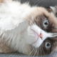 Illustration for article titled The grumpy cat movie is a harbinger of the apocalypse